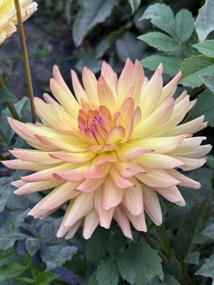 Clearview Louise dahlia