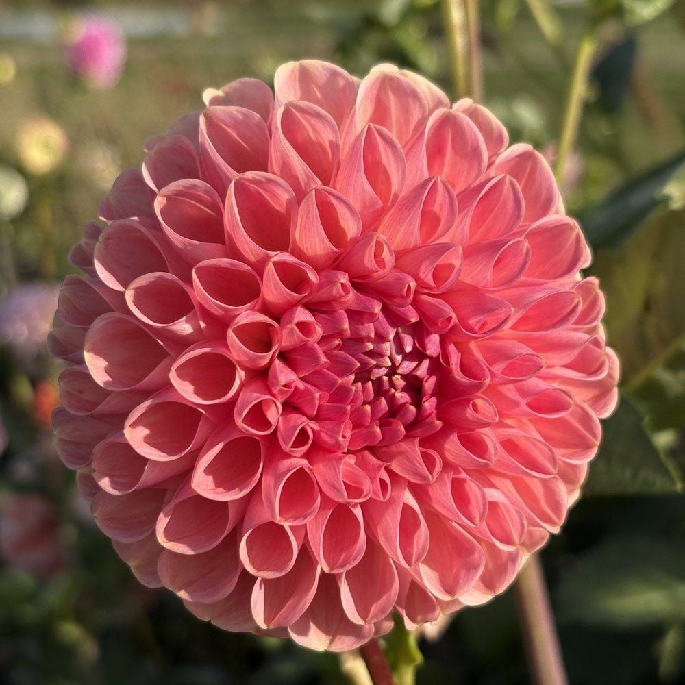 Clearview Peachy dahlia
