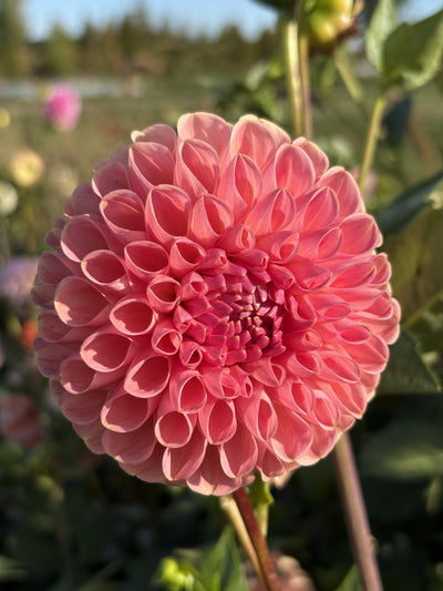 Clearview Peachy dahlia
