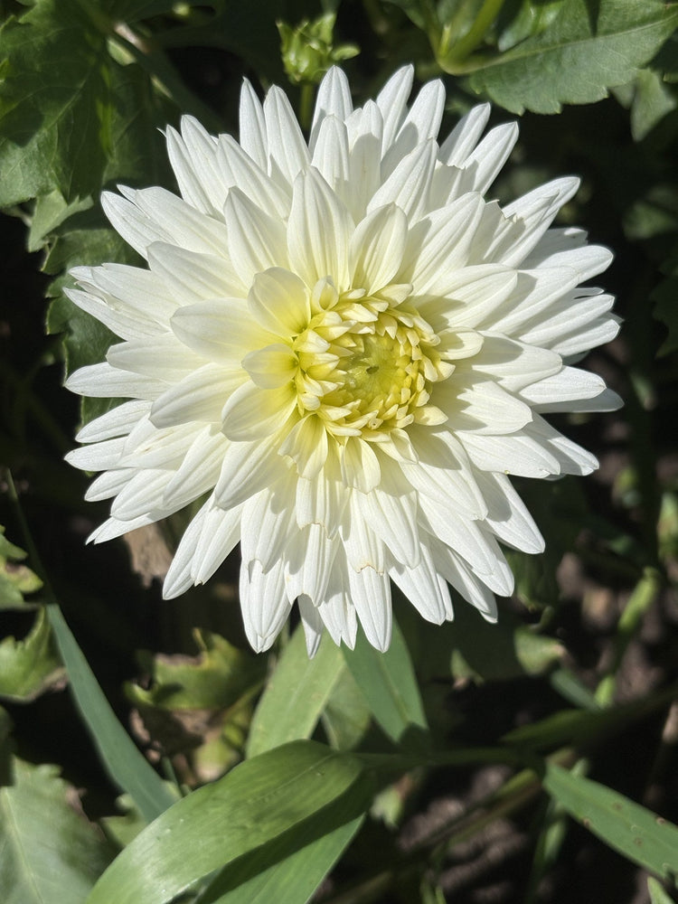 Clearview Tammy dahlia