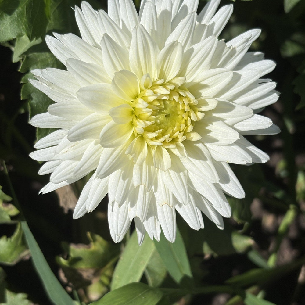 Clearview Tammy dahlia