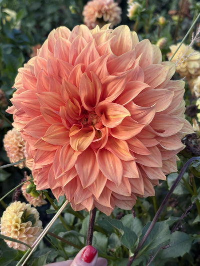 Clyde's Choice dahlia