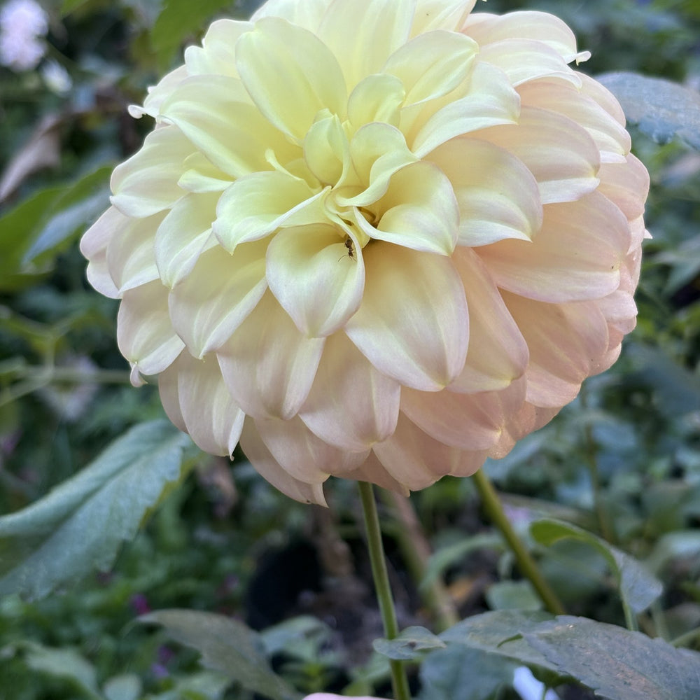 Coorabell Astrid dahlia grown by Petrolia Bloom Co. in Petrolia, Ontario