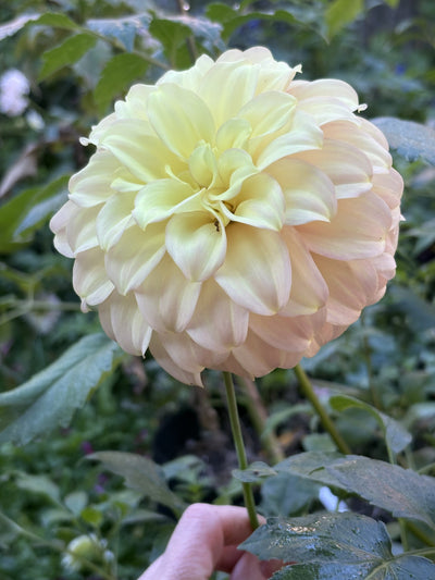 Coorabell Astrid dahlia grown by Petrolia Bloom Co. in Petrolia, Ontario