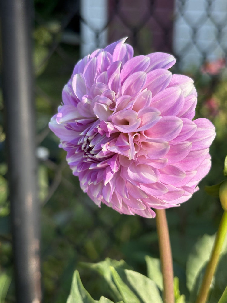 Coorabell Zoe dahlia