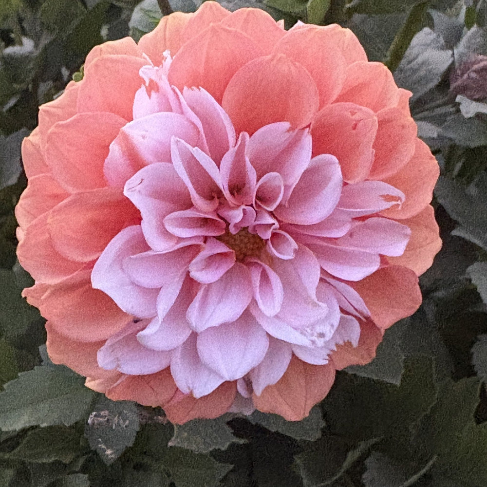 CT Bermuda Pink dahlia