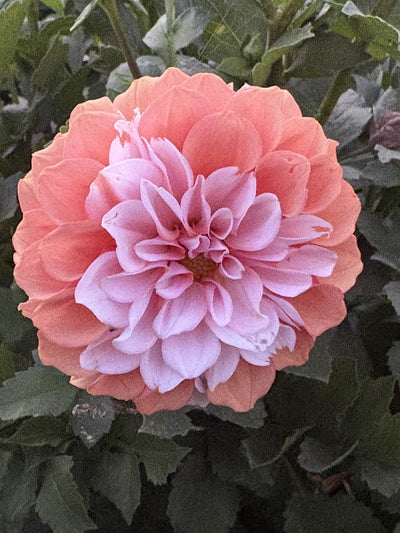 CT Bermuda Pink dahlia