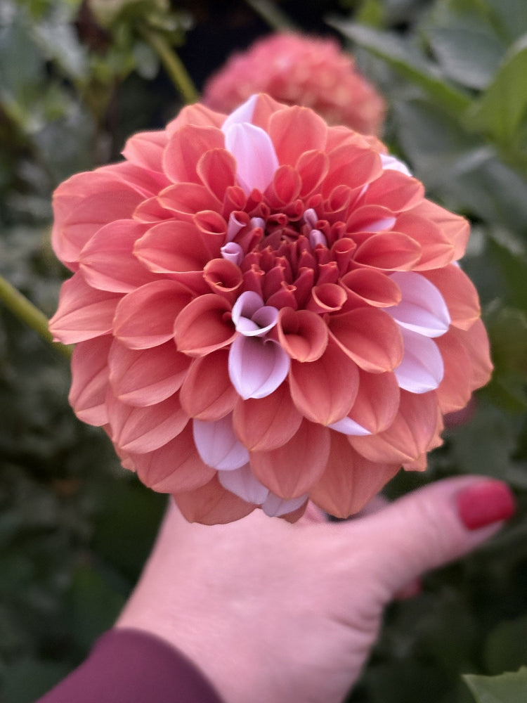 CT Bermuda Pink dahlia