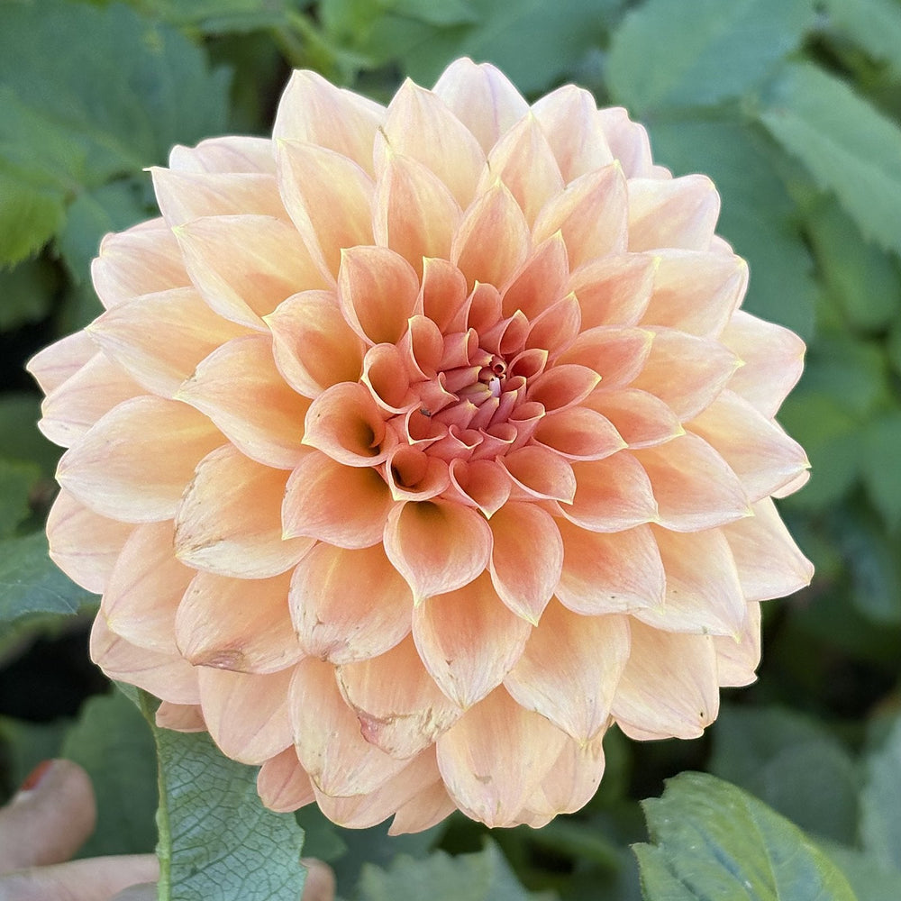 CT Dolce dahlia