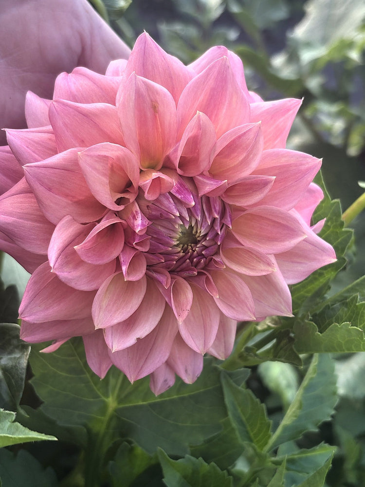 CT Dolce dahlia