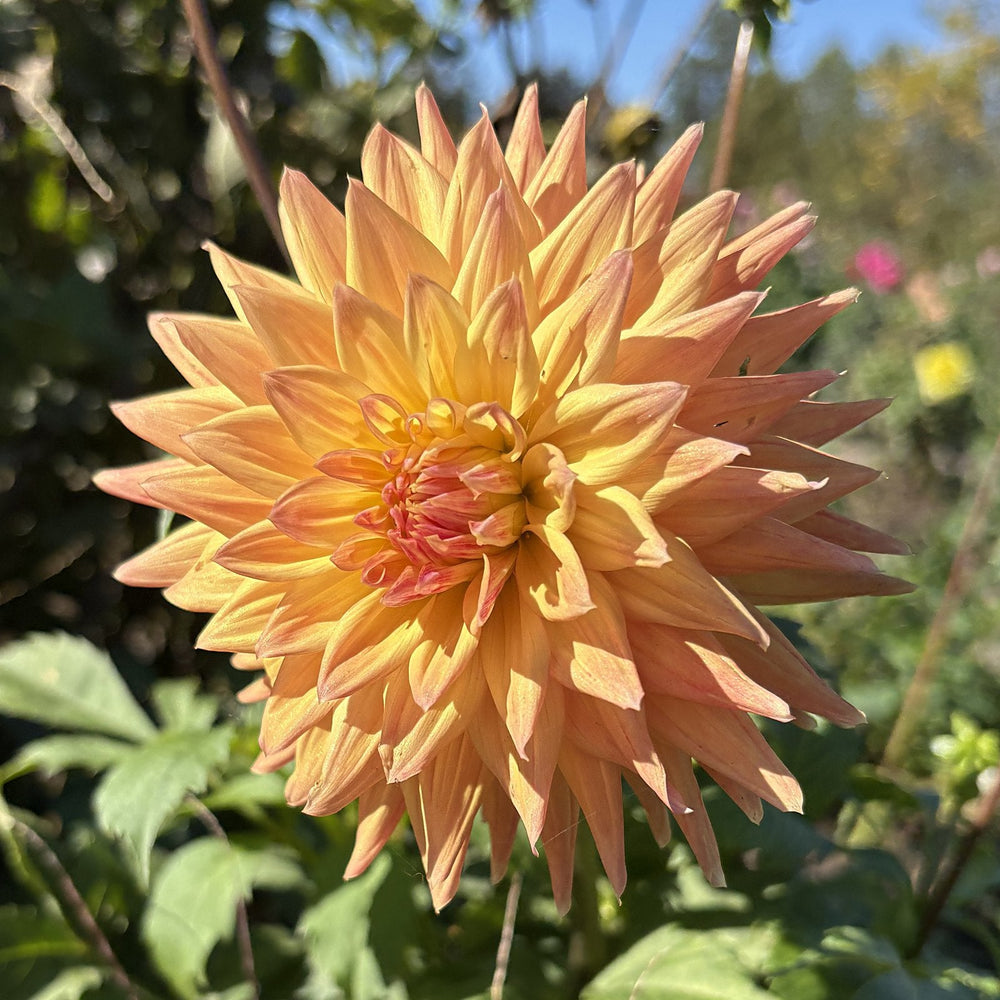 CT Star dahlia