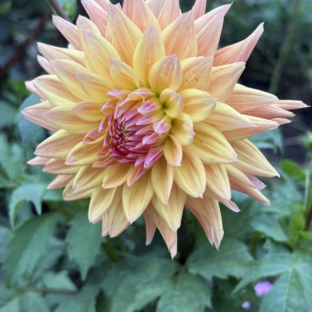 CT Star dahlia