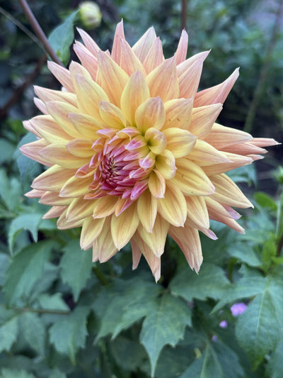 CT Star dahlia