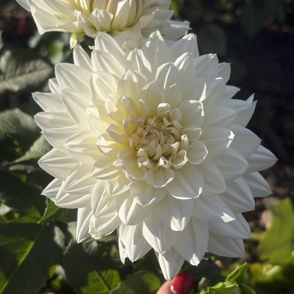 Cumulus dahlia