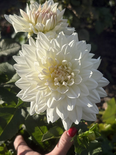 Cumulus dahlia