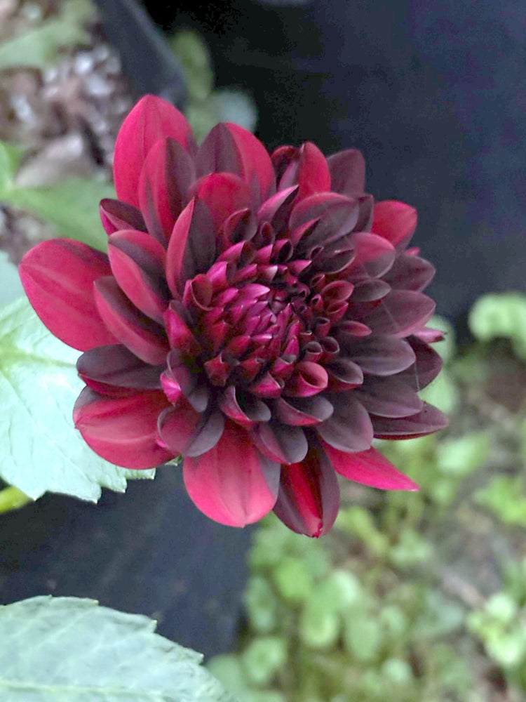 Czarny Charakter Sport dahlia