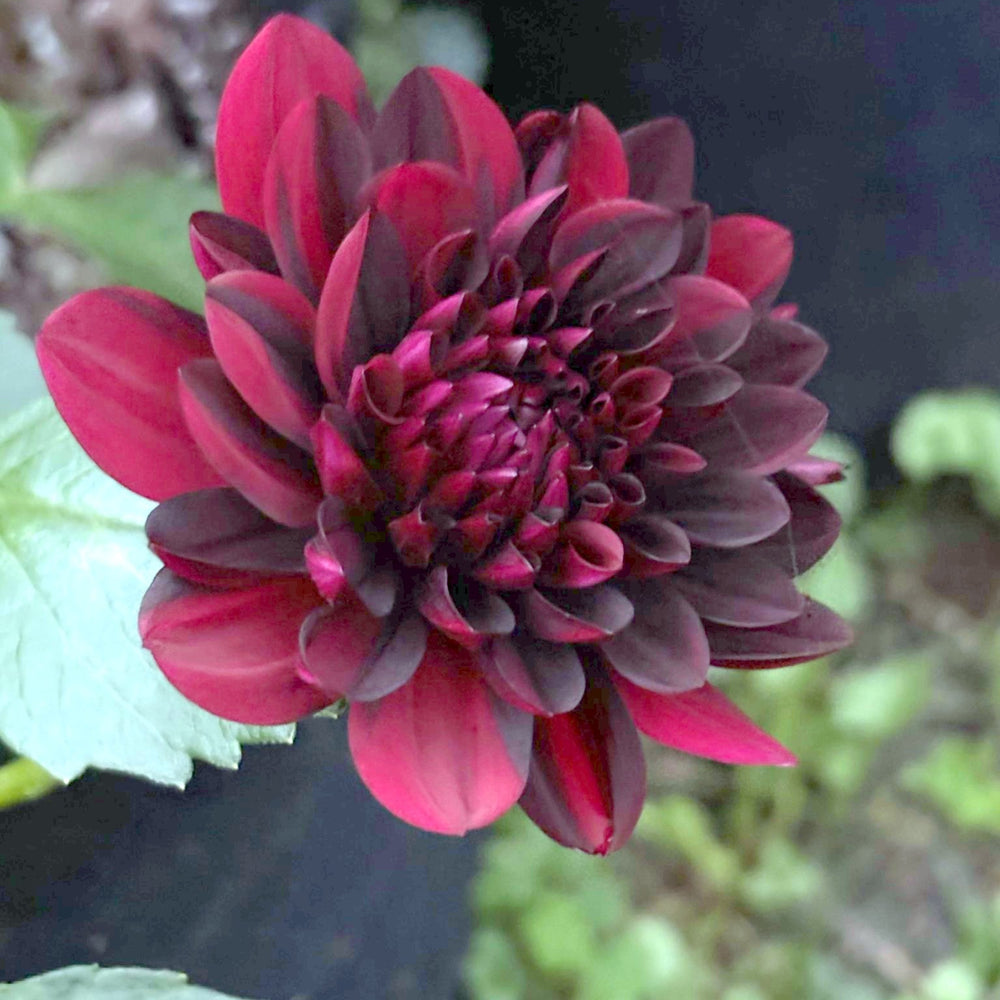 Czarny Charakter Sport dahlia