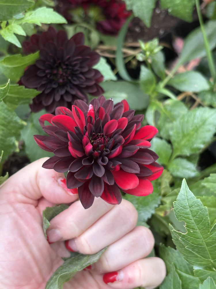 Czarny Charakter Sport dahlia