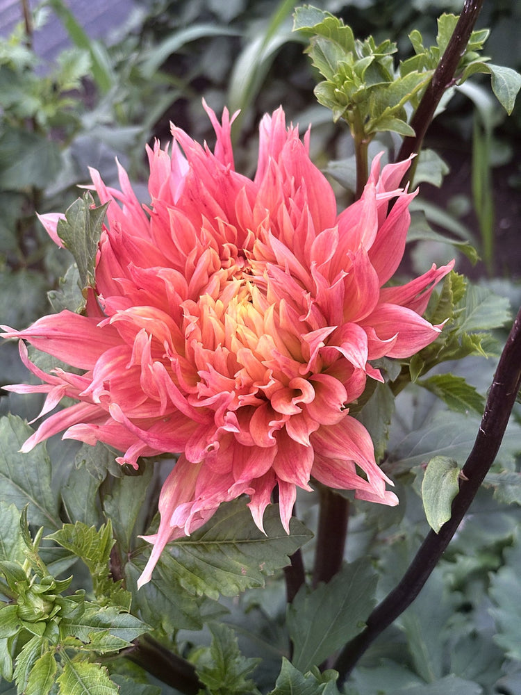 Dagmar dahlia