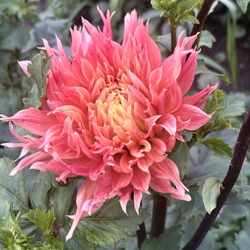 Dagmar dahlia