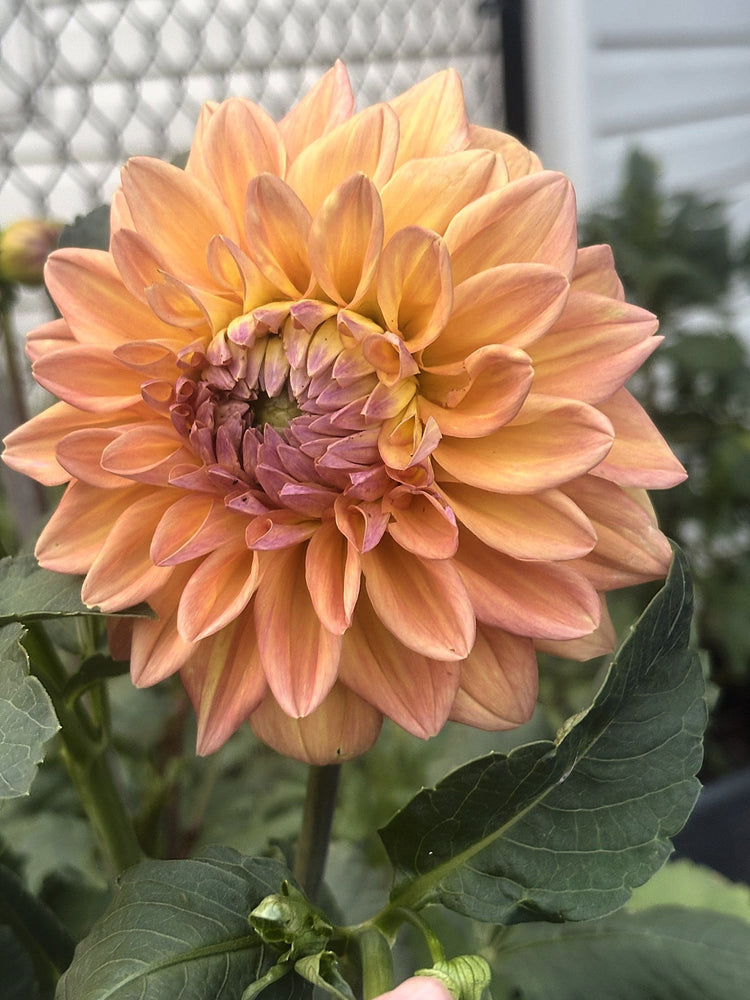 Dikara Jodi dahlia