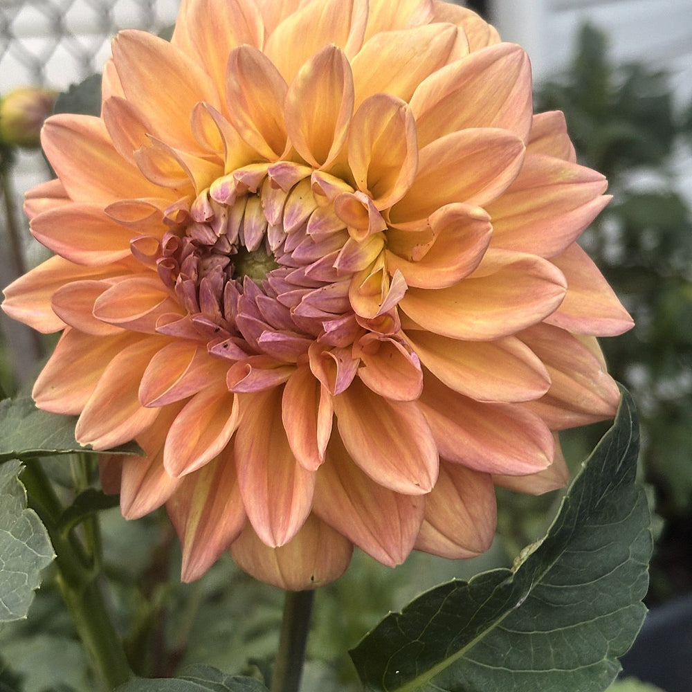 Dikara Jodi dahlia