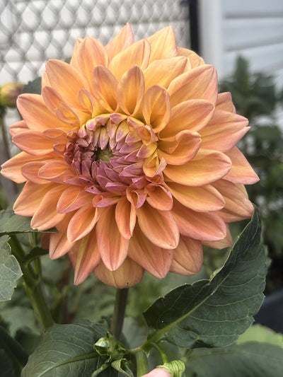 Dikara Jodi dahlia