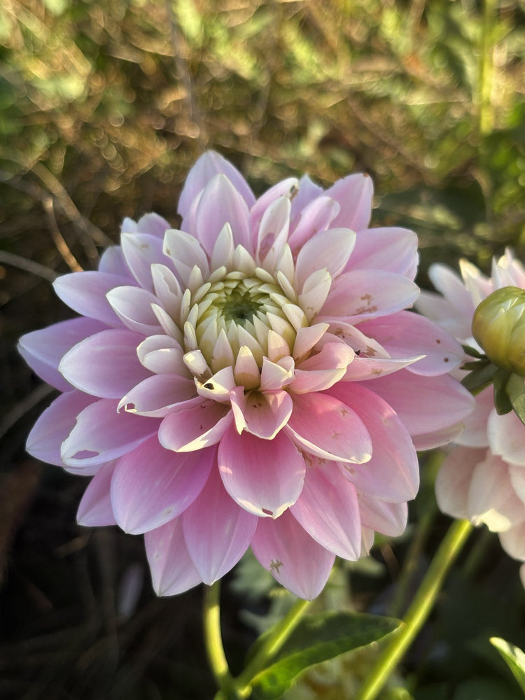 Dapex Pink Delight dahlia