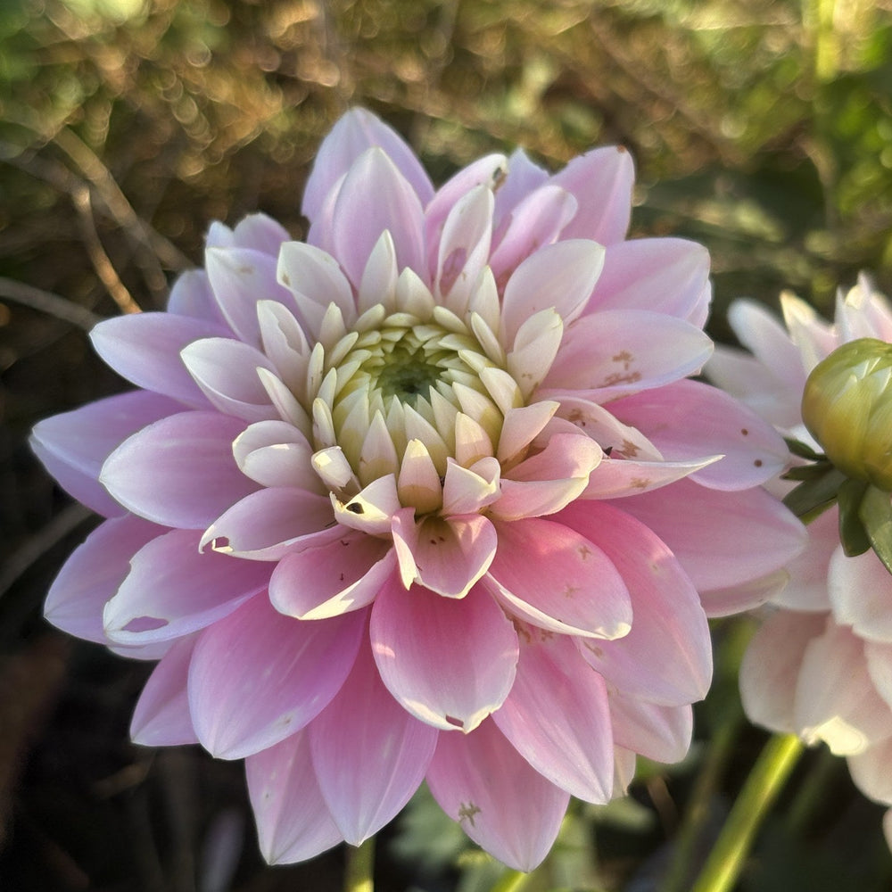 Dapex Pink Delight dahlia