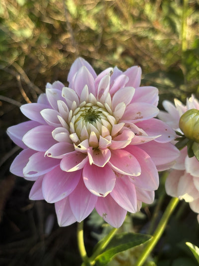 Dapex Pink Delight dahlia