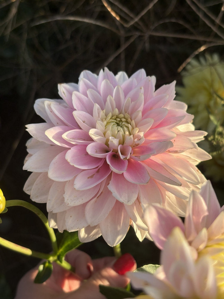 Dapex Pink Delight dahlia