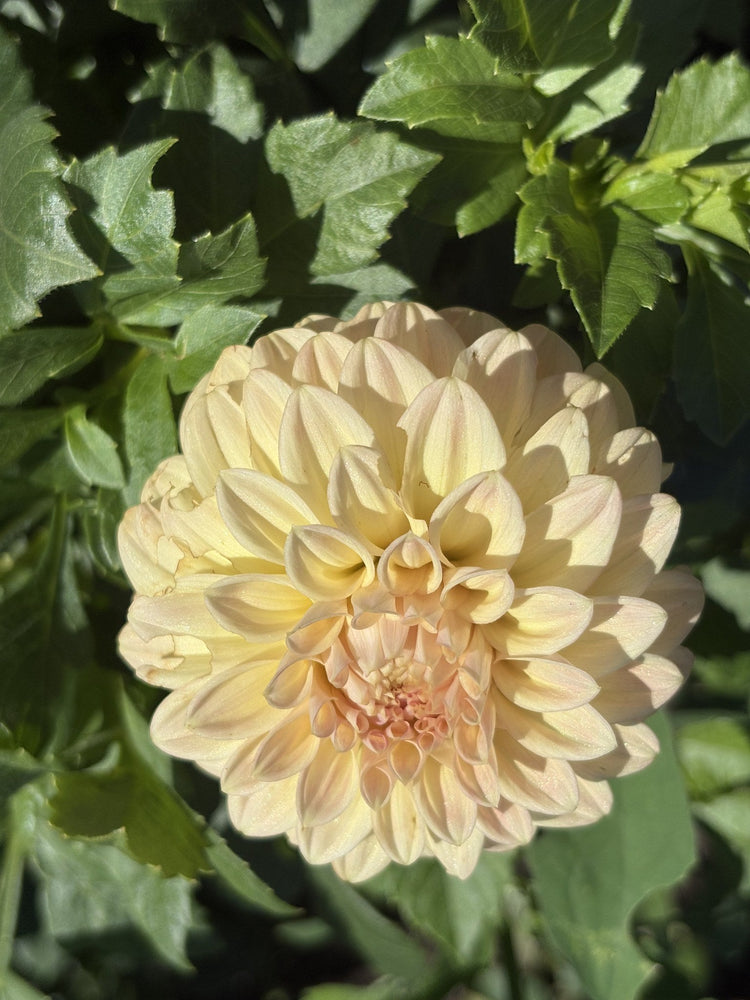 Darborough Highland dahlia