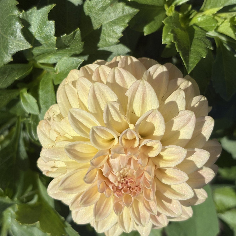 Darborough Highland dahlia