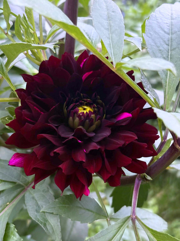 Dark Pearl dahlia