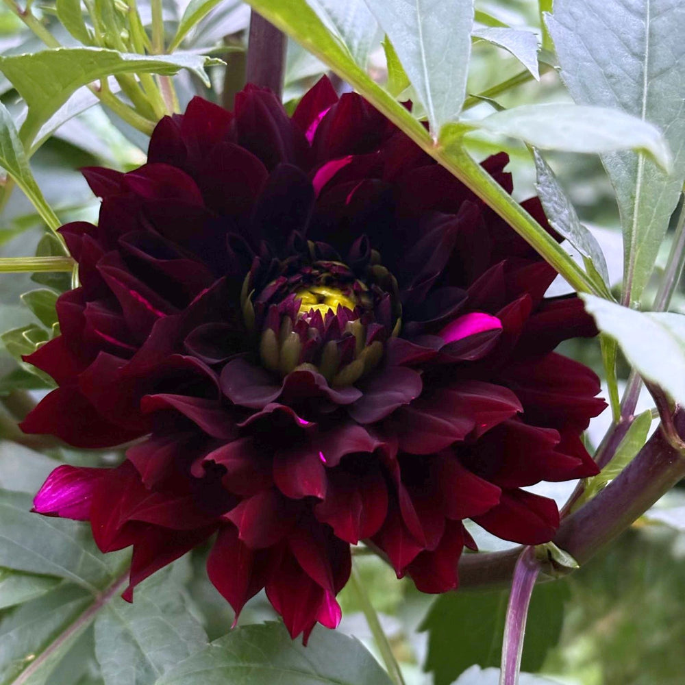 Dark Pearl dahlia