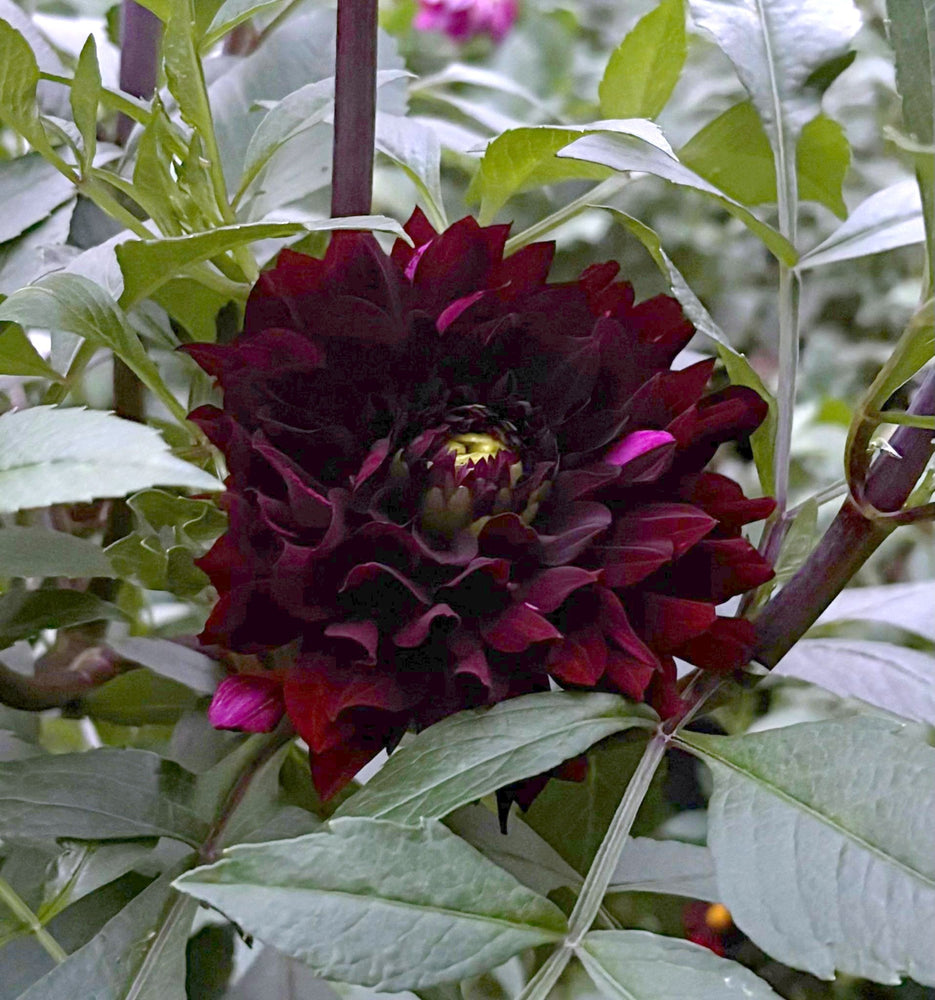 Dark Pearl dahlia