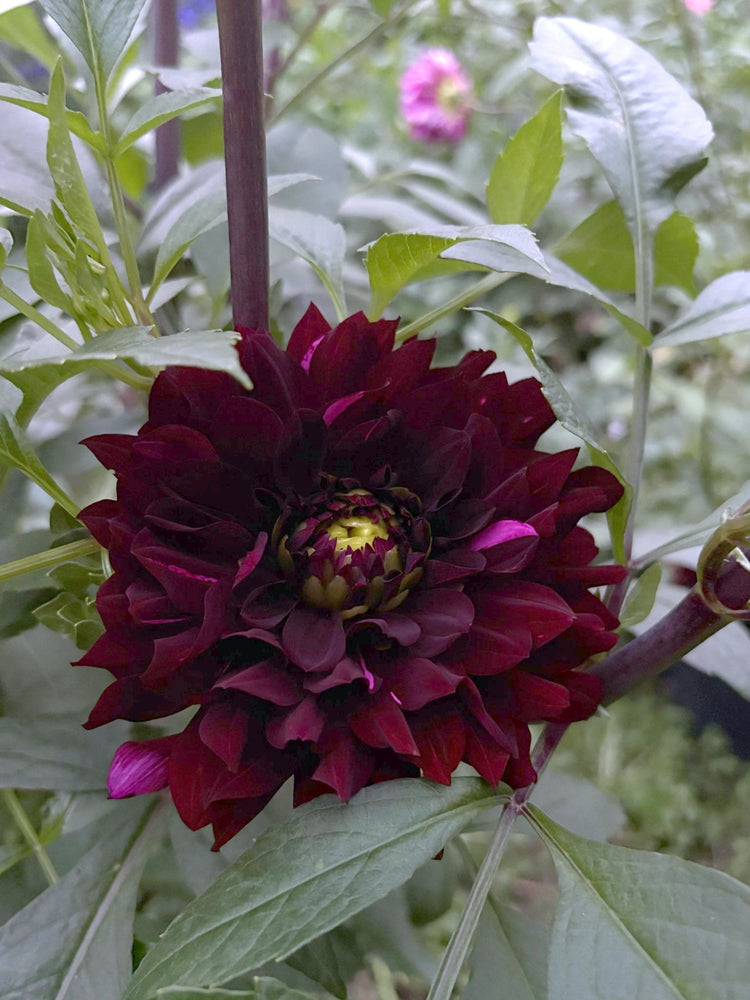 Dark Pearl dahlia