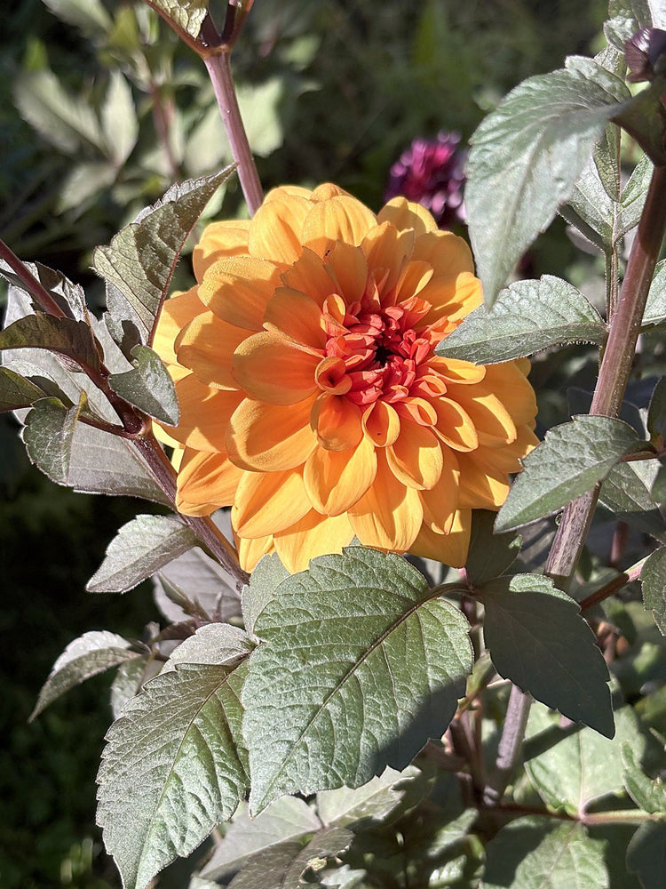 David Howard dahlia