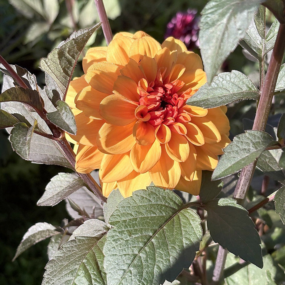 David Howard dahlia