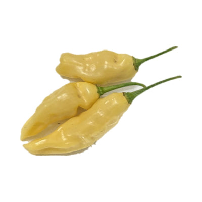 Devil’s Tongue White