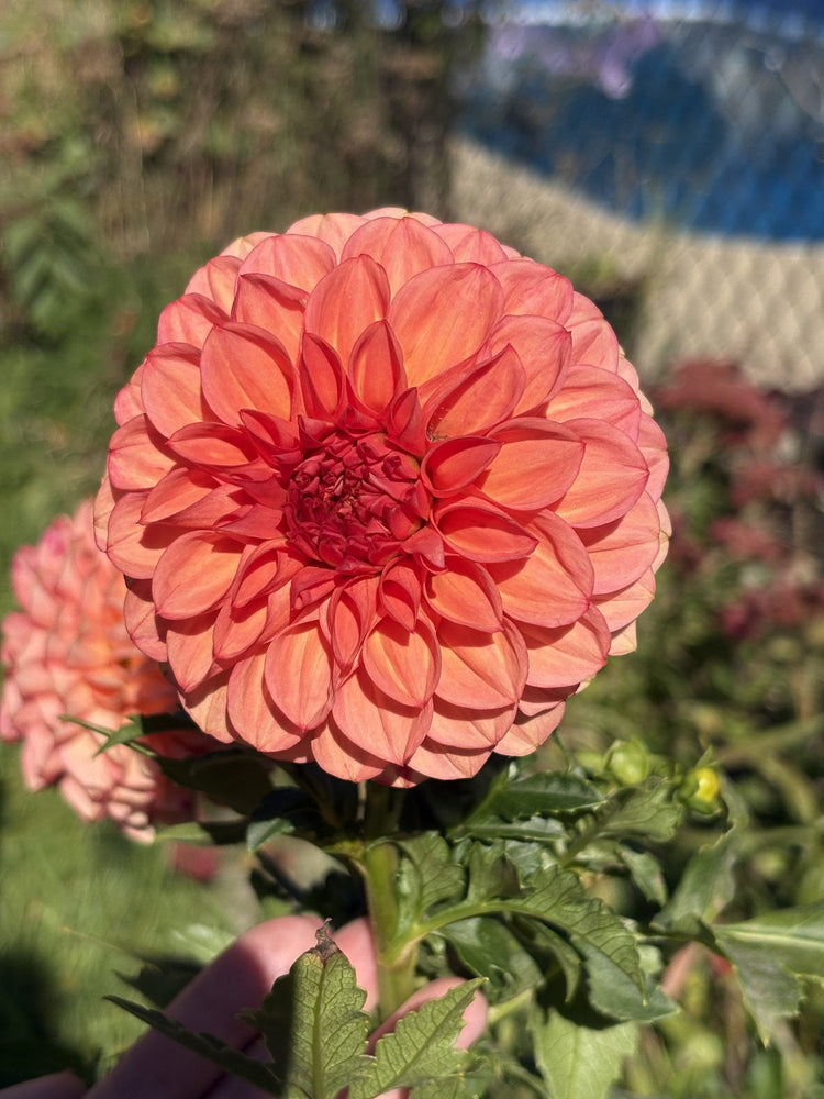 Devon Opaline dahlia