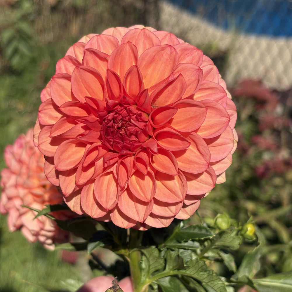 Devon Opaline dahlia