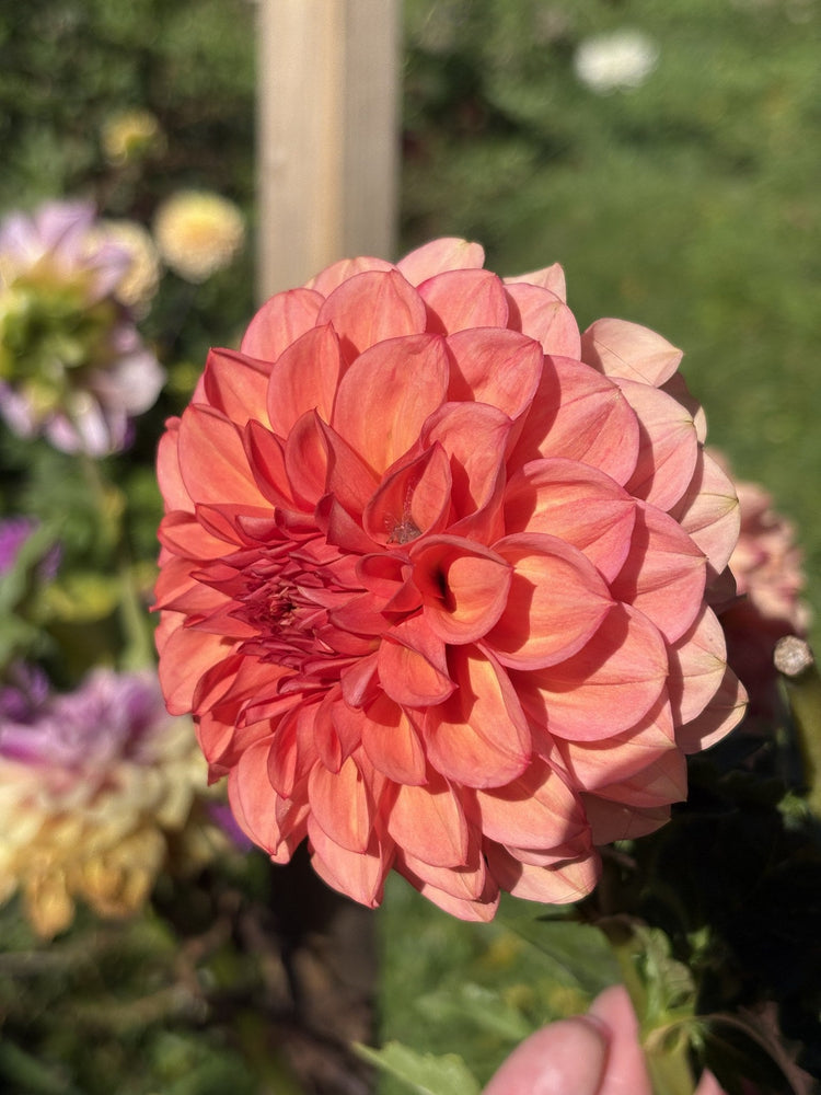 Devon Opaline dahlia