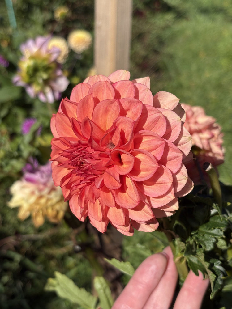 Devon Opaline dahlia