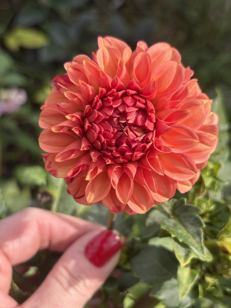 Devon Opaline dahlia