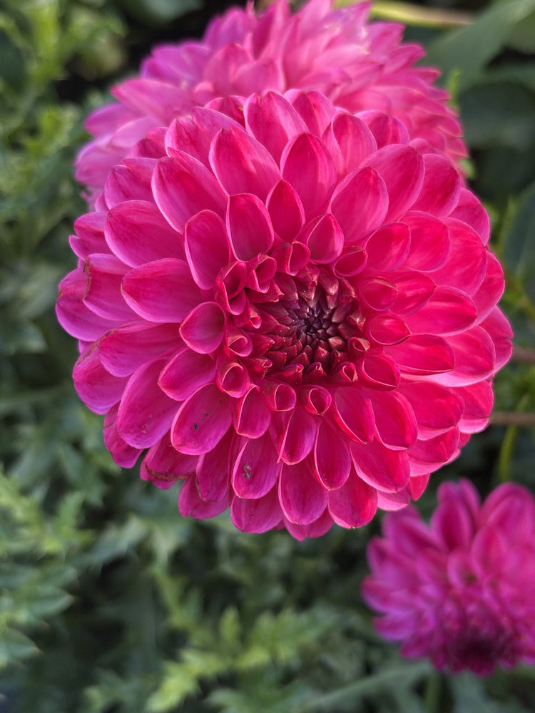 Dorothy Rose dahlia