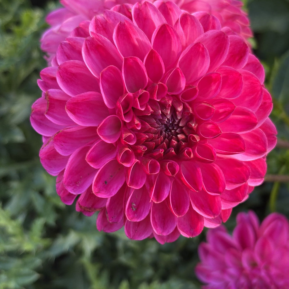 Dorothy Rose dahlia