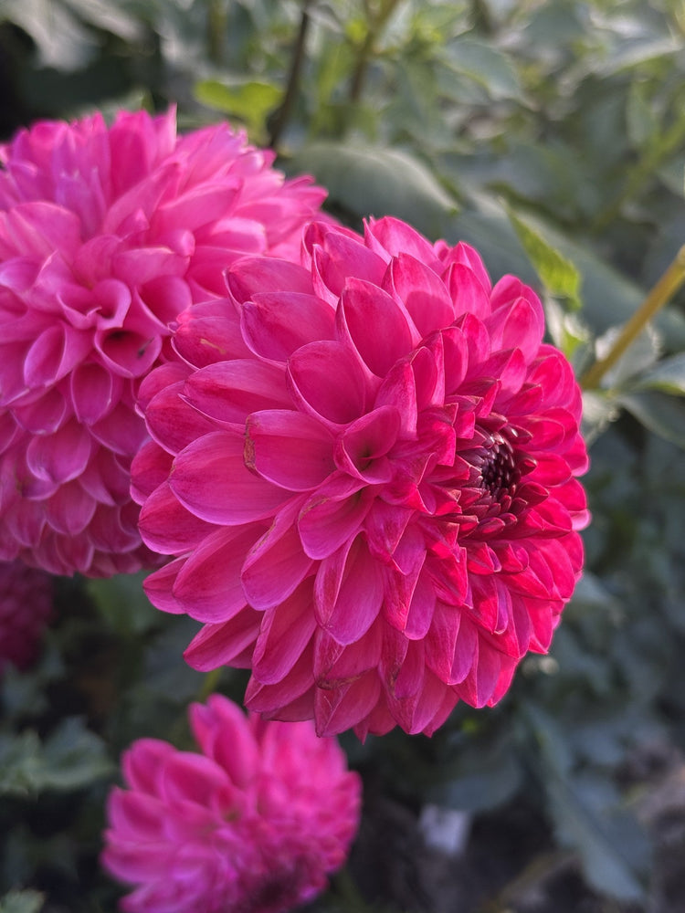 Dorothy Rose dahlia