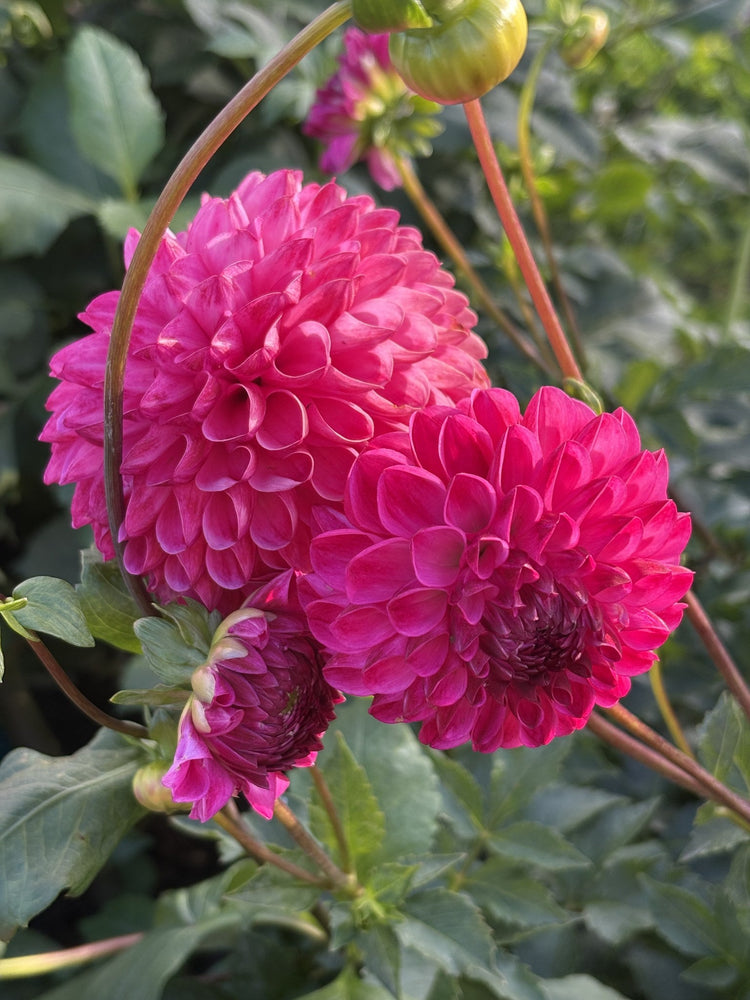 Dorothy Rose dahlia