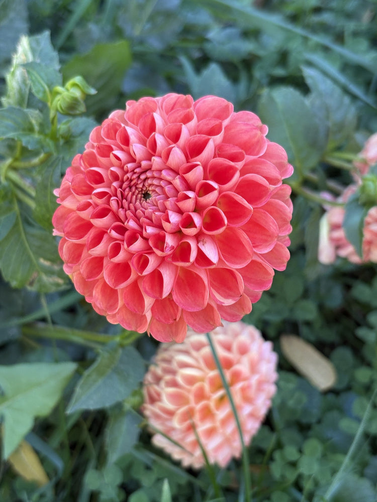 Eden Barbarossa dahlia